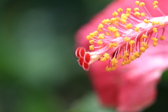 南国の花