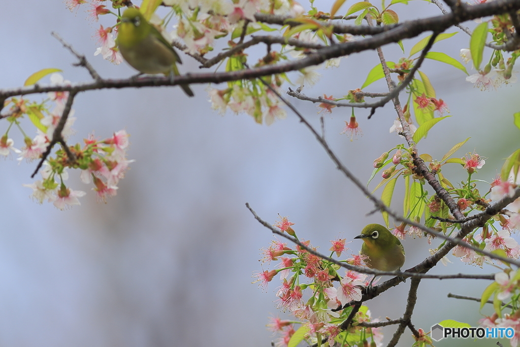 冬の桜とメジロ