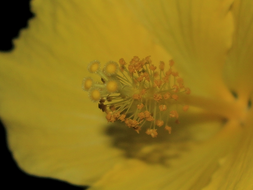 南国の花(トリミング)