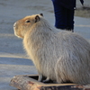 ﾊﾞｲｵﾊﾟｰｸの生き物たち