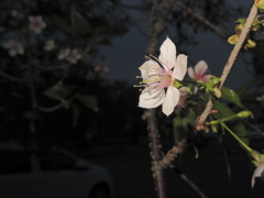 冬の夜桜