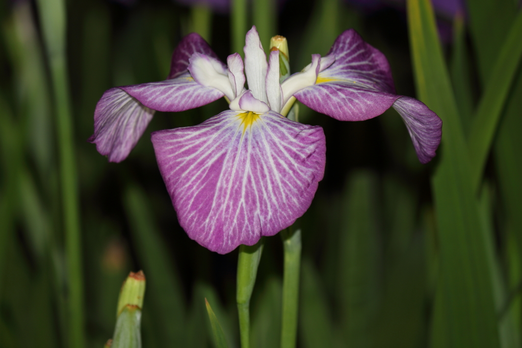 夜の花菖蒲