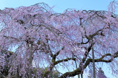 枝垂れ桜