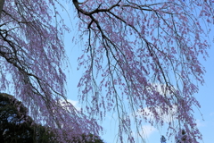 枝垂れ桜