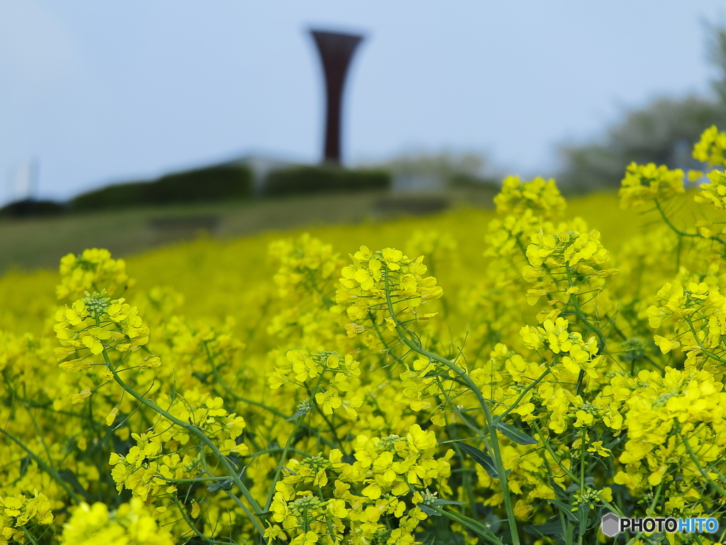 菜の花