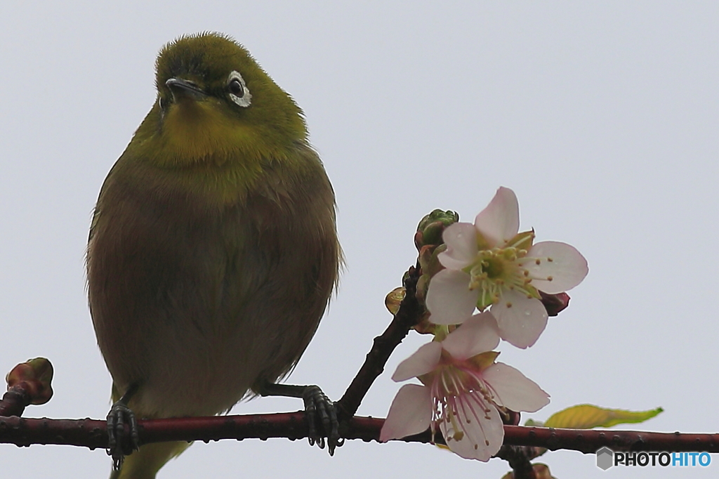 冬の桜とメジロ