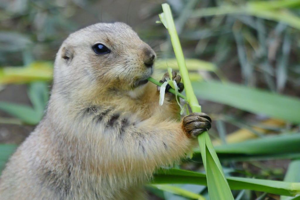 ひたすら食べる・・・