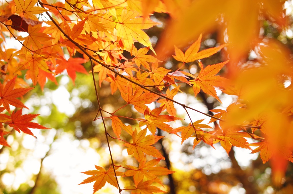 紅葉