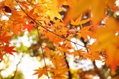 紅葉