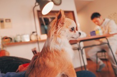 Chihuahua