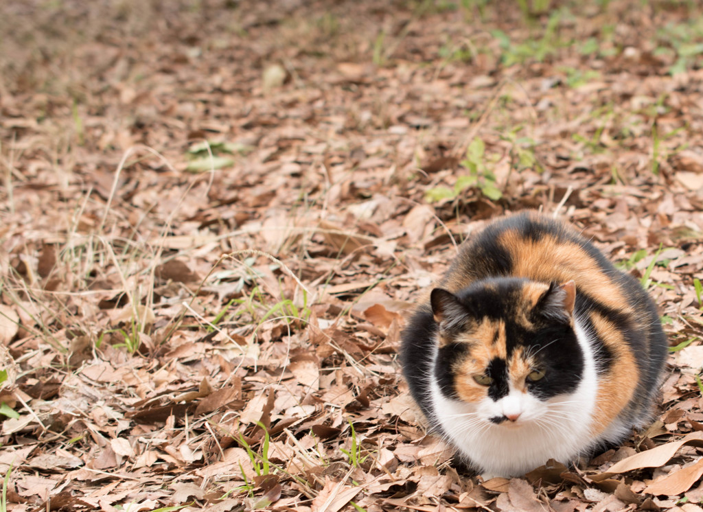 公園の猫