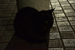 夜の公園の猫