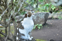 遠くを見つめる