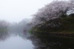福岡堰の桜（２）