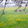 福岡堰の桜（６）