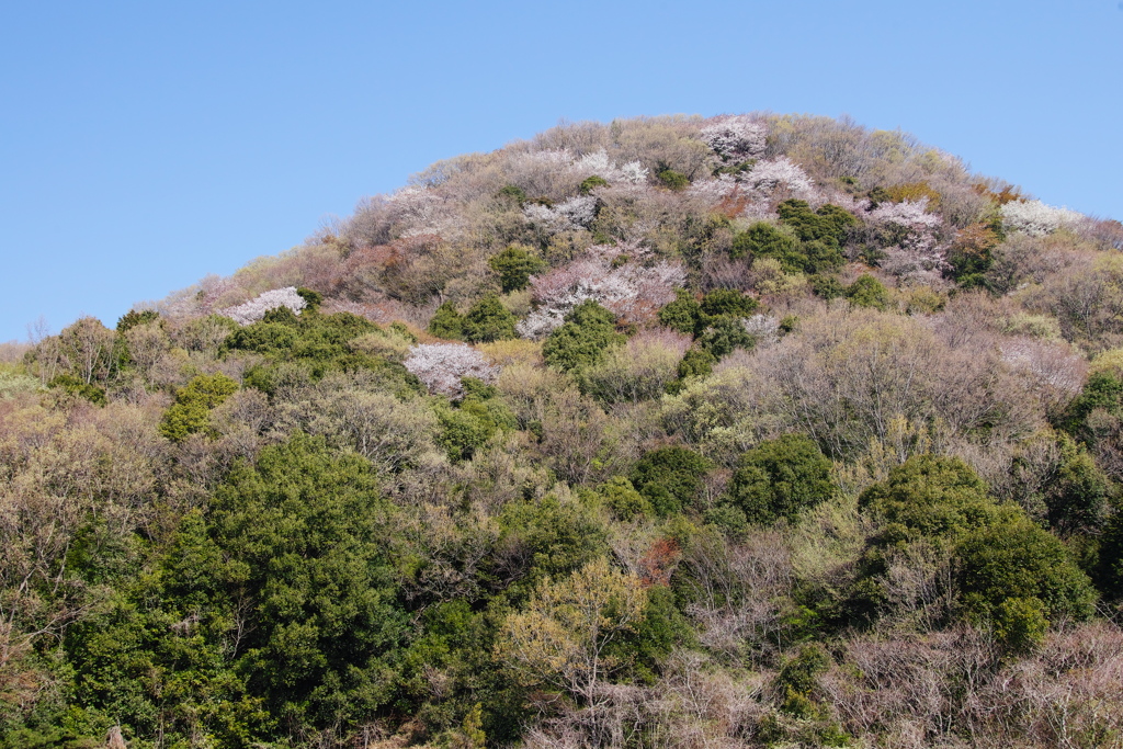 高峯のヤマザクラ（１）