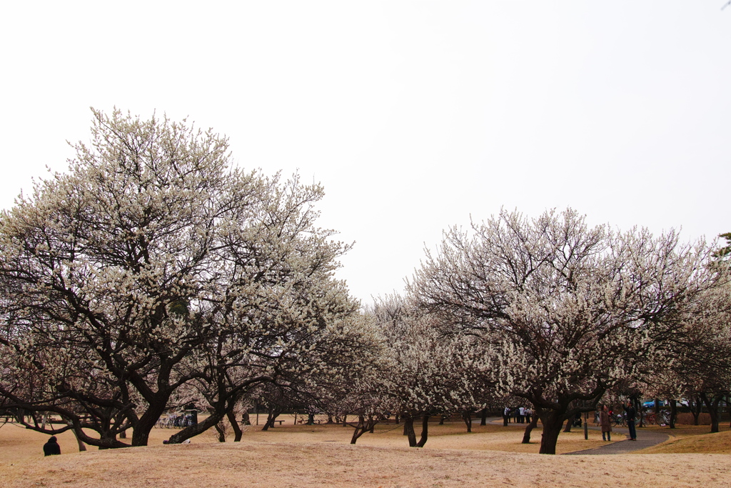 梅園公園(1)