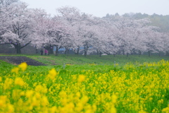 福岡堰の桜（７）