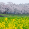 福岡堰の桜（７）