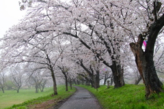 福岡堰の桜（１）