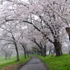 福岡堰の桜（１）