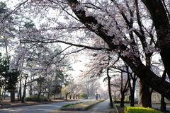 つくば遊歩道の桜(3)