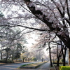 つくば遊歩道の桜(3)