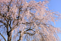 つくば遊歩道の桜(4)