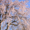 つくば遊歩道の桜(4)