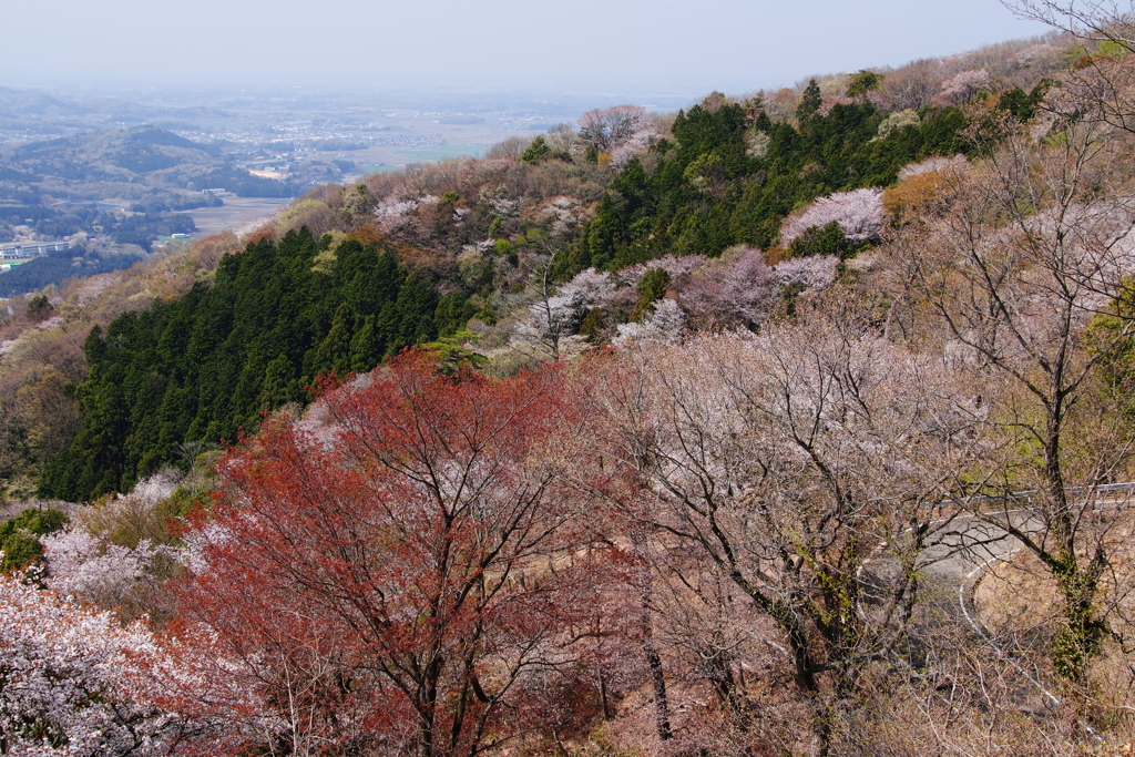 高峯のヤマザクラ（４）