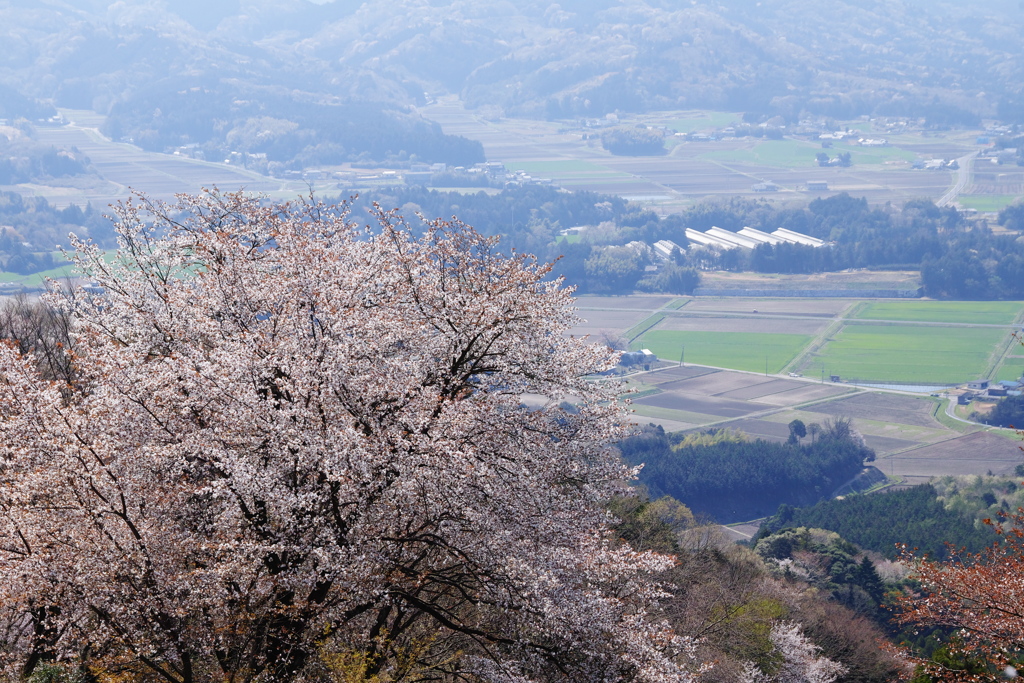 高峯のヤマザクラ（３）