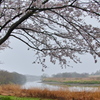 福岡堰の桜（４）