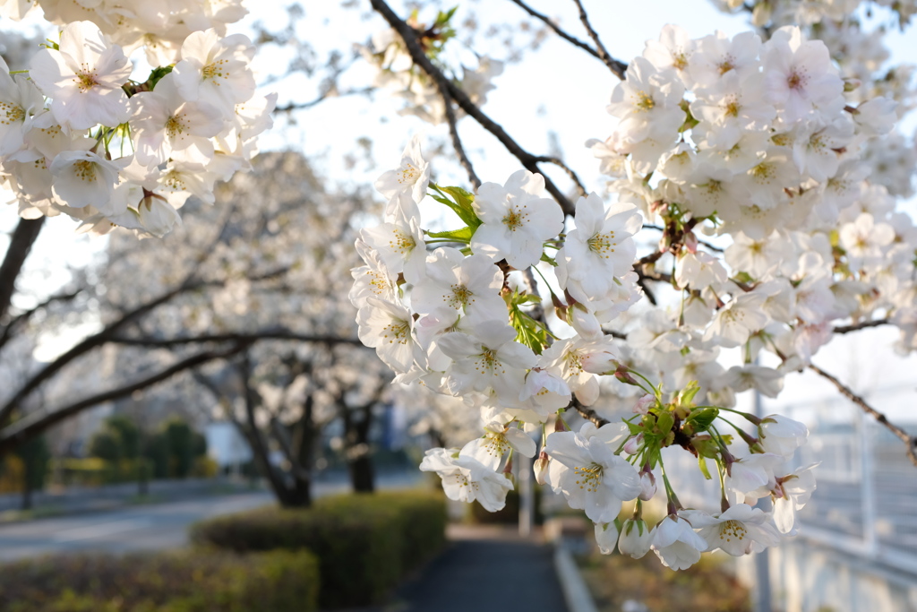 つくば遊歩道の桜(1)