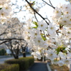 つくば遊歩道の桜(1)