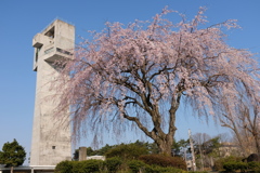 つくば遊歩道の桜(5)