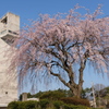 つくば遊歩道の桜(5)