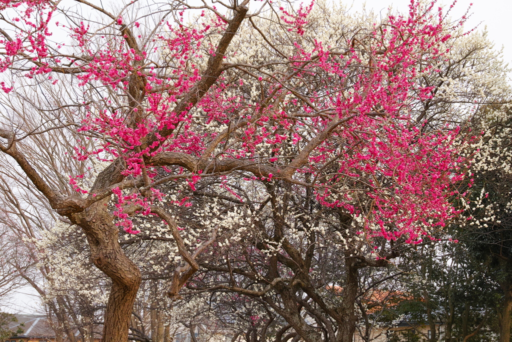 梅園公園(4)