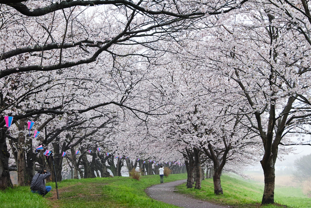 福岡堰の桜（５）