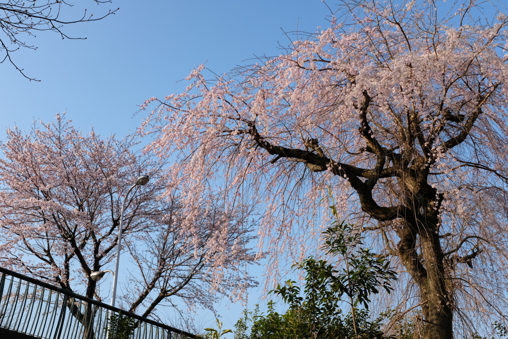 つくば遊歩道の桜(2)