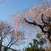 つくば遊歩道の桜(2)