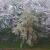 福岡堰の桜（３）