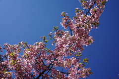 蒼天の河津桜