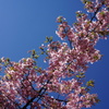 蒼天の河津桜