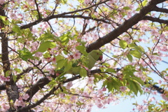 桜蝕む外来種