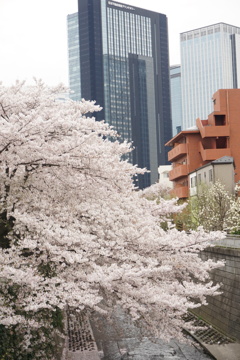 ビルと桜の神田川