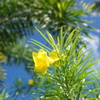 名の知れぬ黄色い花