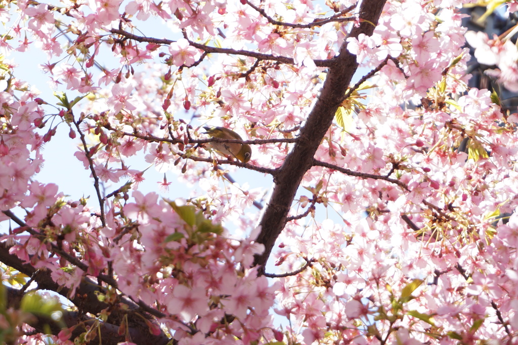 辺りは桜我は翠