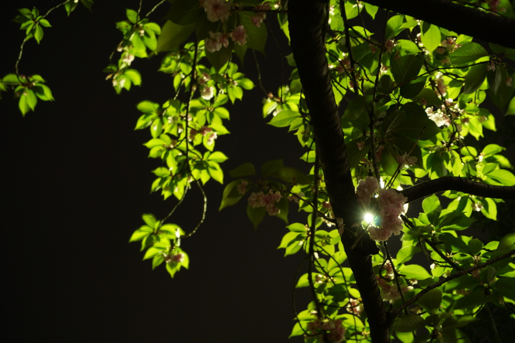 夜の八重桜