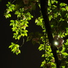 夜の八重桜