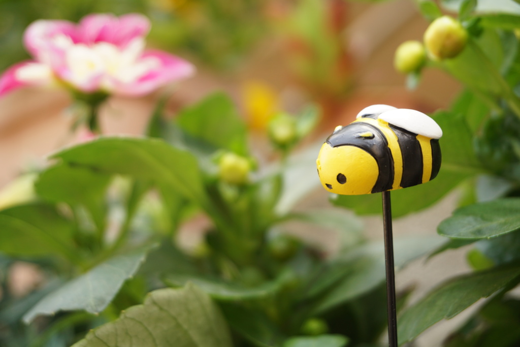 鉢植えの蜂